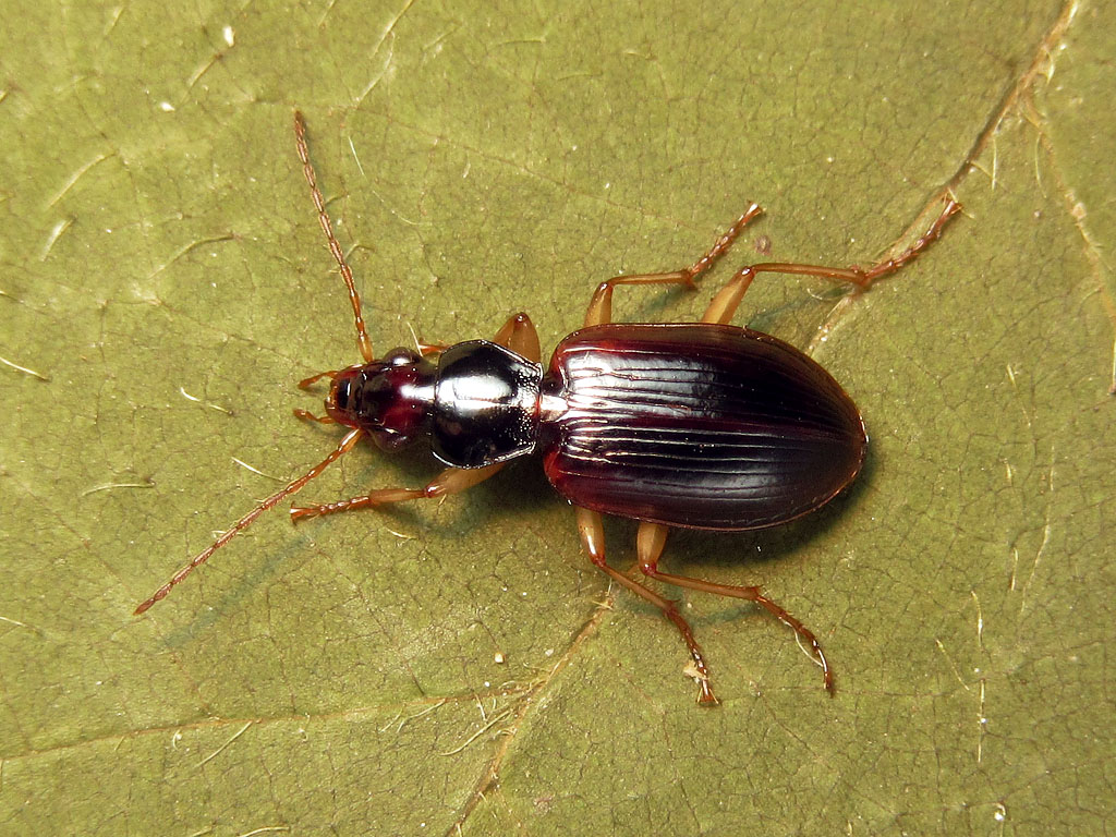 Carabidae: Paranchus albipes